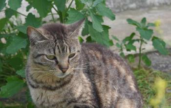 Mikesch Bild von Mikesch