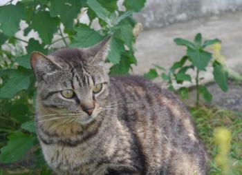 Mikesch Bild von Mikesch
