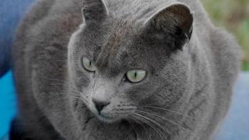 Grisha Bild von Grisha