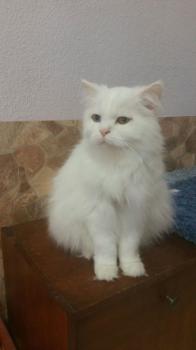 Totoo Bild von Totoo