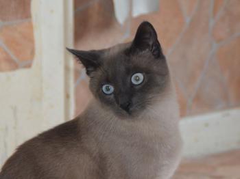Lui Bild von Lui