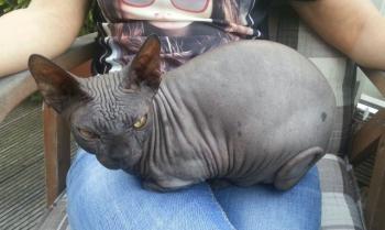 Blacky Bild von Blacky