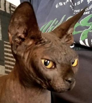 Blacky Bild von Blacky