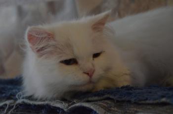 Totoo Bild von Totoo