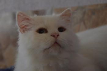 Totoo Bild von Totoo