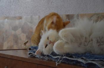 Totoo Bild von Totoo