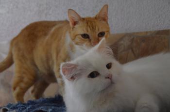 Totoo Bild von Totoo