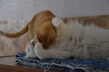 Totoo Bild von Totoo