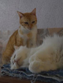 Totoo Bild von Totoo