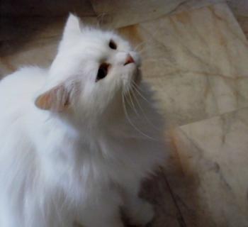 Totoo Bild von Totoo