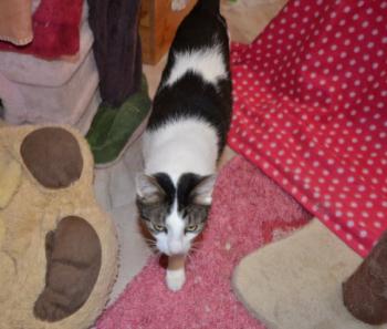 Taramis Bild von Taramis