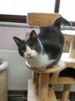Rasputin Bild von Rasputin