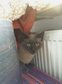 Lui Bild von Lui