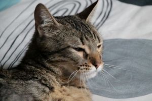 Lenny Bild von Lenny