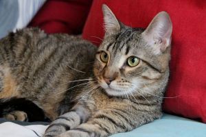 Lenny Bild von Lenny