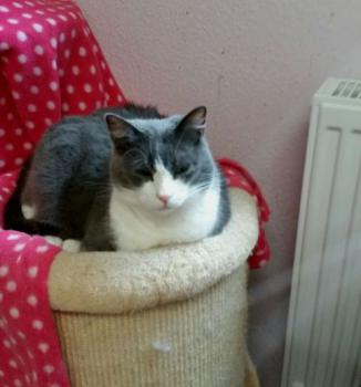 Rasputin Bild von Rasputin