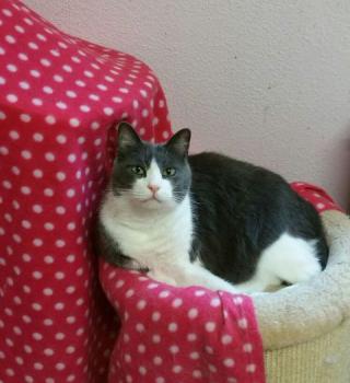 Rasputin Bild von Rasputin