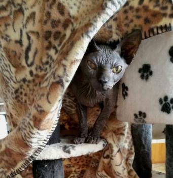 Blacky Bild von Blacky