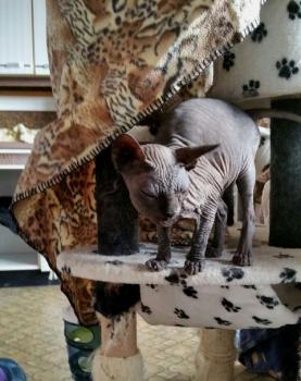 Blacky Bild von Blacky