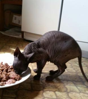 Blacky Bild von Blacky