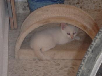 Khoa Bild von Khoa