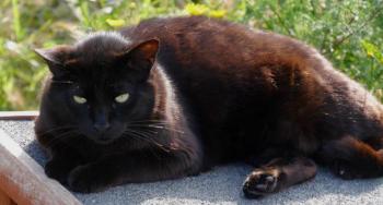 Negro Bild von Negro