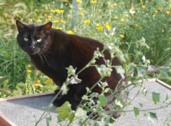 Negro Bild von Negro