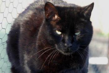 Negro Bild von Negro