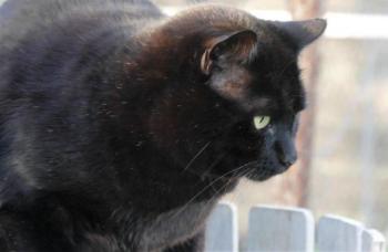 Negro Bild von Negro