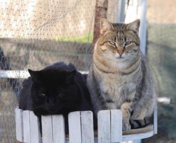 Negro Bild von Negro