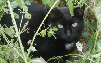 Sally Bild von Sally