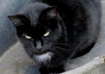 Sally Bild von Sally