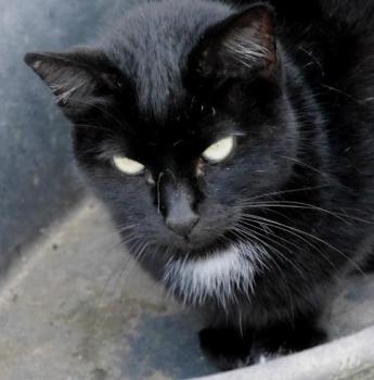 Sally Bild von Sally