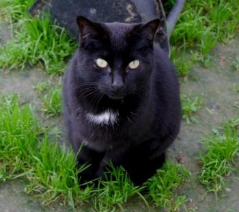 Sally Bild von Sally