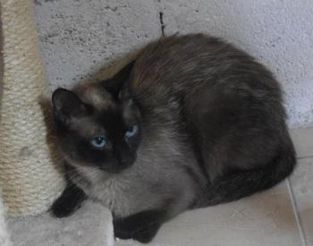 Sheila Bild von Sheila