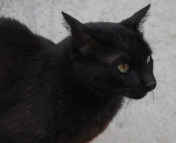 Diana Bild von Diana