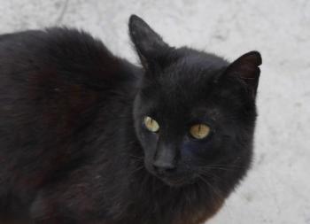 Diana Bild von Diana