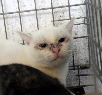 Nathan Bild von Nathan