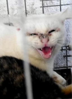 Nathan Bild von Nathan