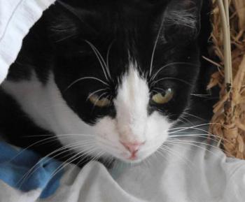 Polly Bild von Polly
