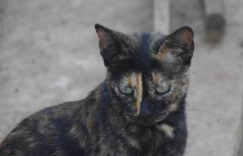 Bild von Taya