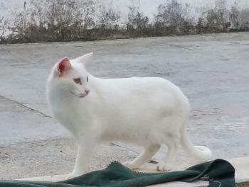 Raton Bild von Raton