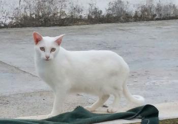 Raton Bild von Raton