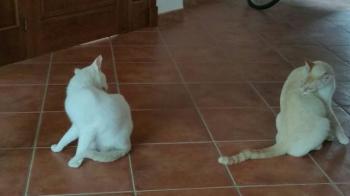 Raton Bild von Raton