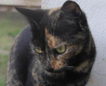 Cho Bild von Cho