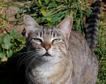 Phelina Bild von Phelina
