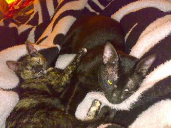 Scully und Ikatz Bild von Ikatz