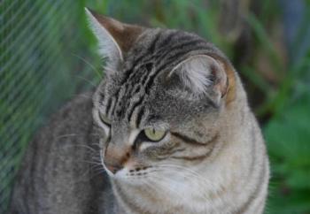Phelina Bild von Phelina
