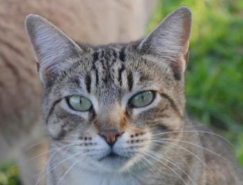 Phelina Bild von Phelina