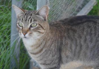 Phelina Bild von Phelina